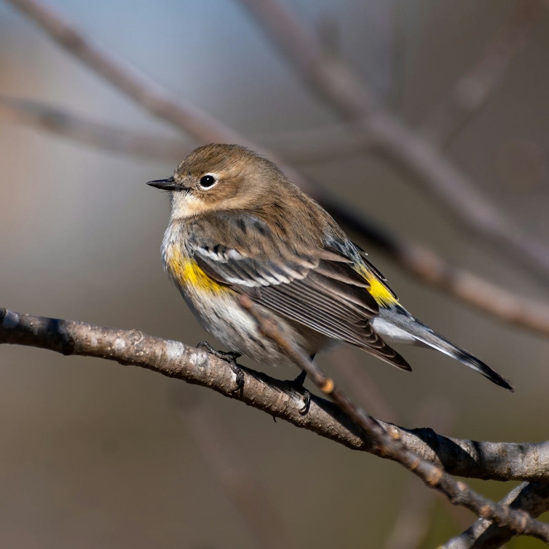 Nature's Symphony: Tranquil Forest Whispers, Birdsong, and Gentle