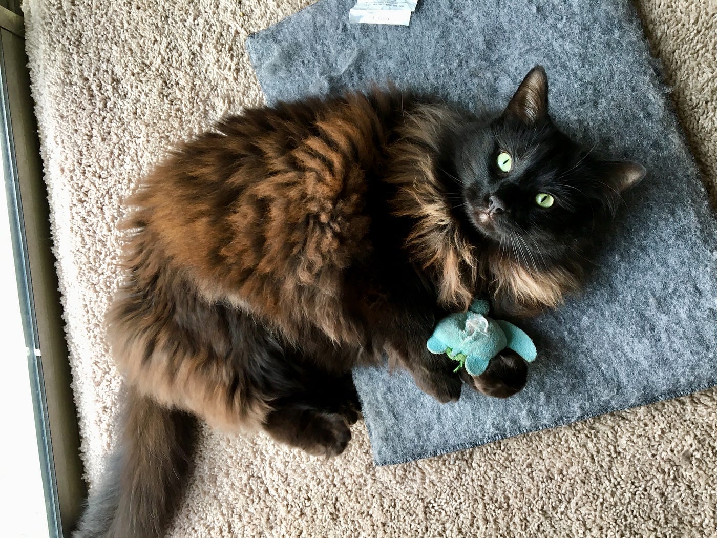 Why is My Cat Obsessed With a Toy: Surprising Reasons Revealed