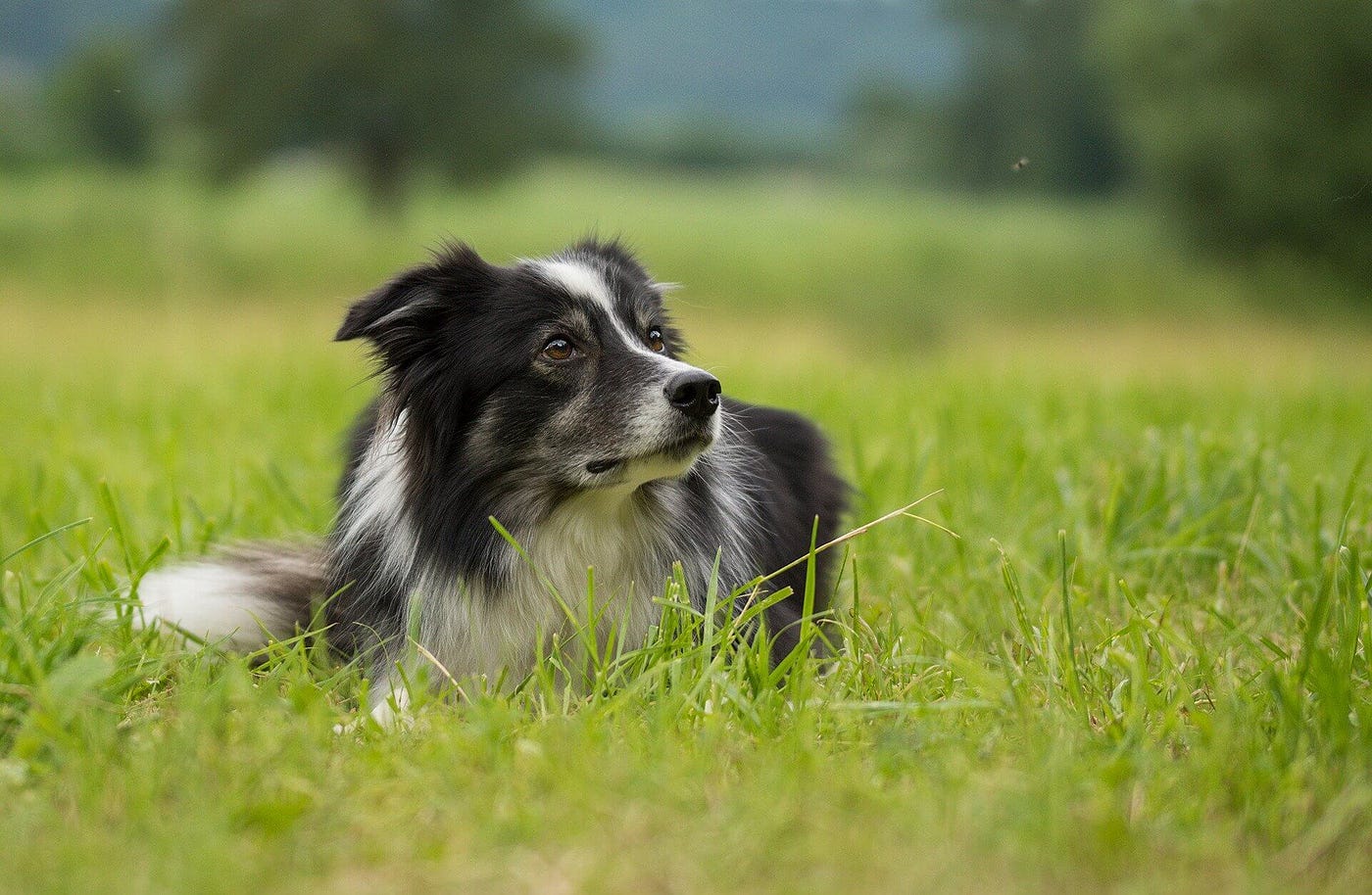 Border collie emotional support cheap dog