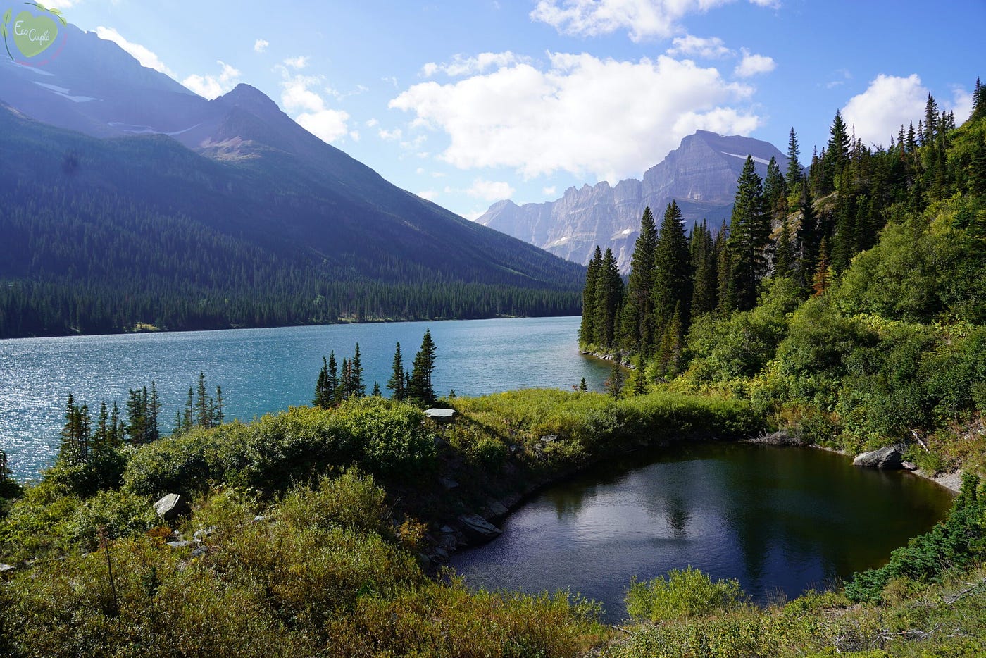 I Got Chased by a Ram at Glacier National Park and Understood Forest Protection