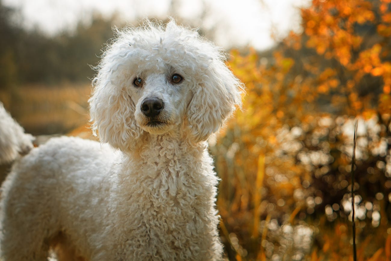 Dog Breeds With Curly Hair: Discover Adorable Curls