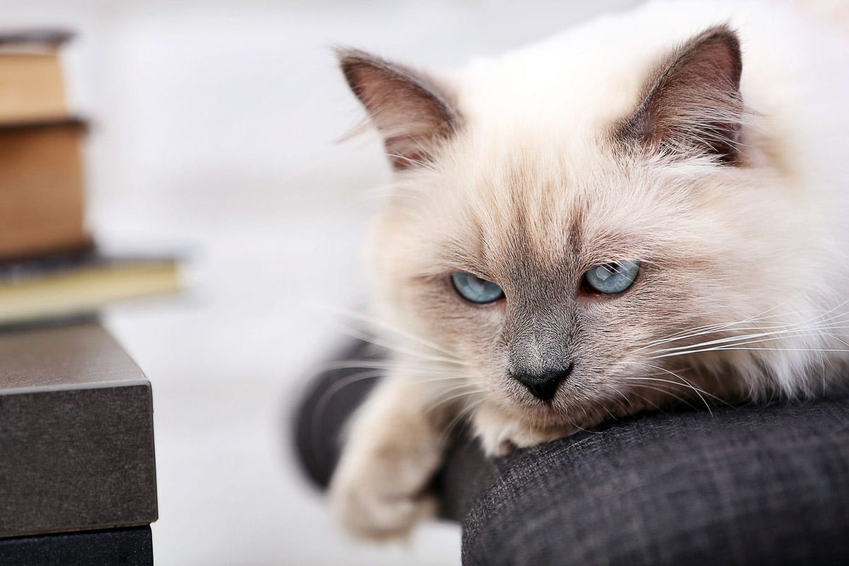 Cat Breeds With Blue Eyes: Stunning Feline Beauties Revealed