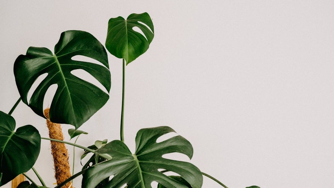 Why are Monstera Plants So Expensive? Unveiling the Cost Factors
