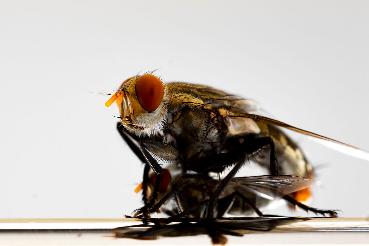 Are House Flies Attracted to Light? Surprising Facts Revealed