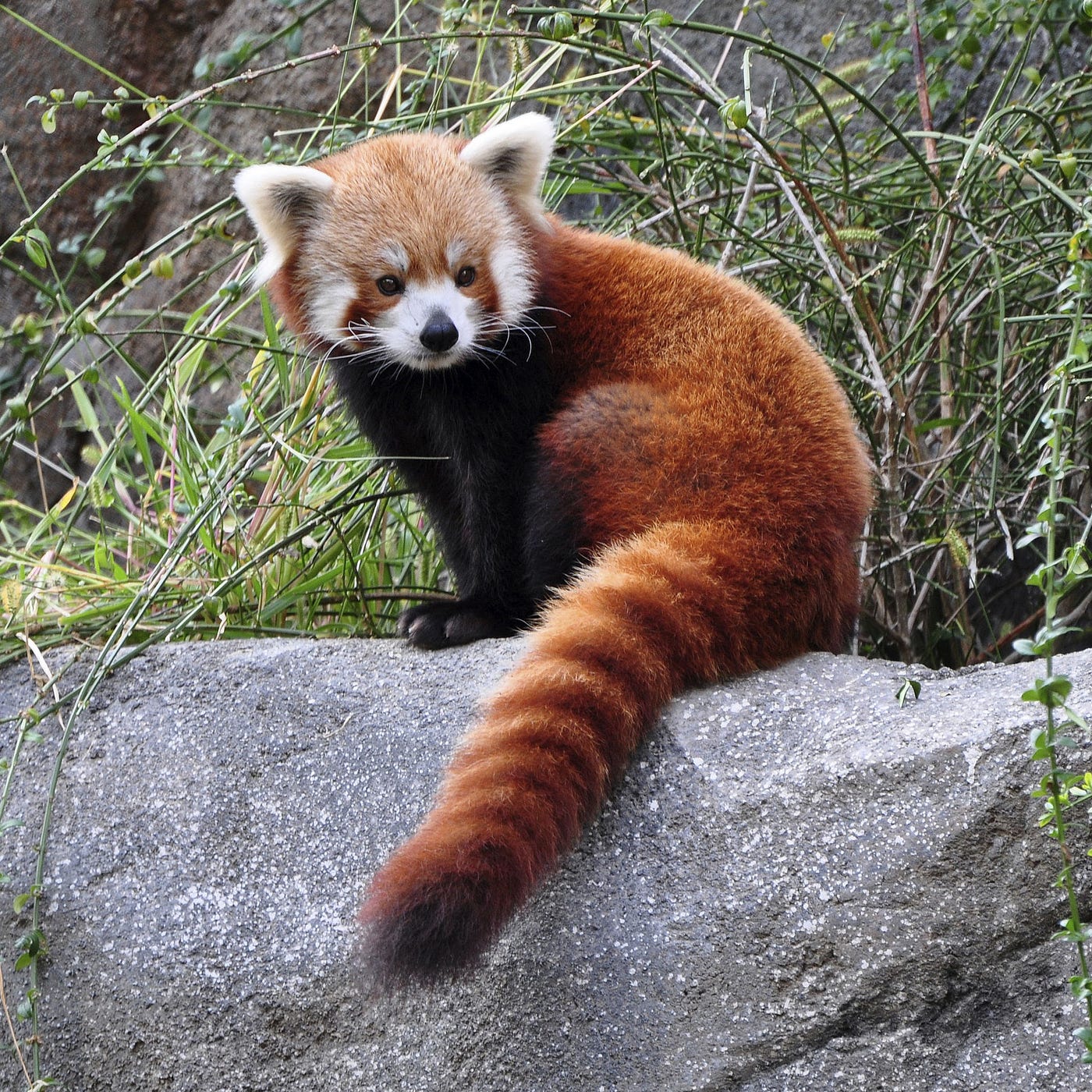 Red Panda Habitat Being Destroyed