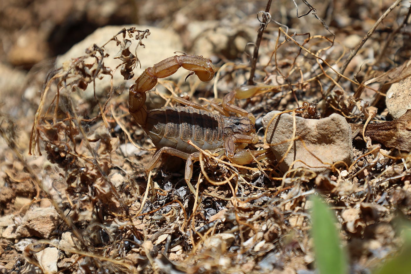 Healing compounds in scorpion venom
