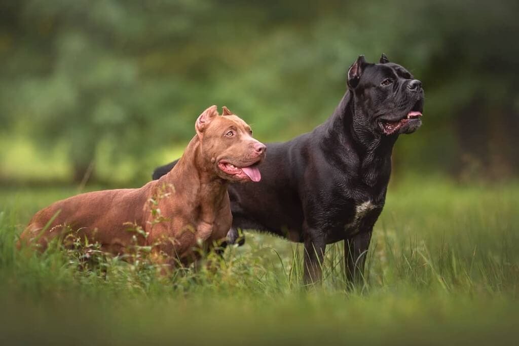 Cane Corso Pitbull Mix: A Complete Pit Corso Dog Breed Guide | by  Petsnurturing | Medium
