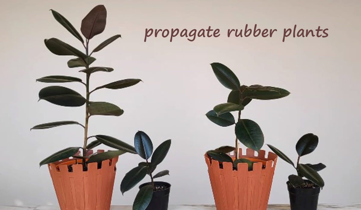 Rubber Plant — Plan A Plant
