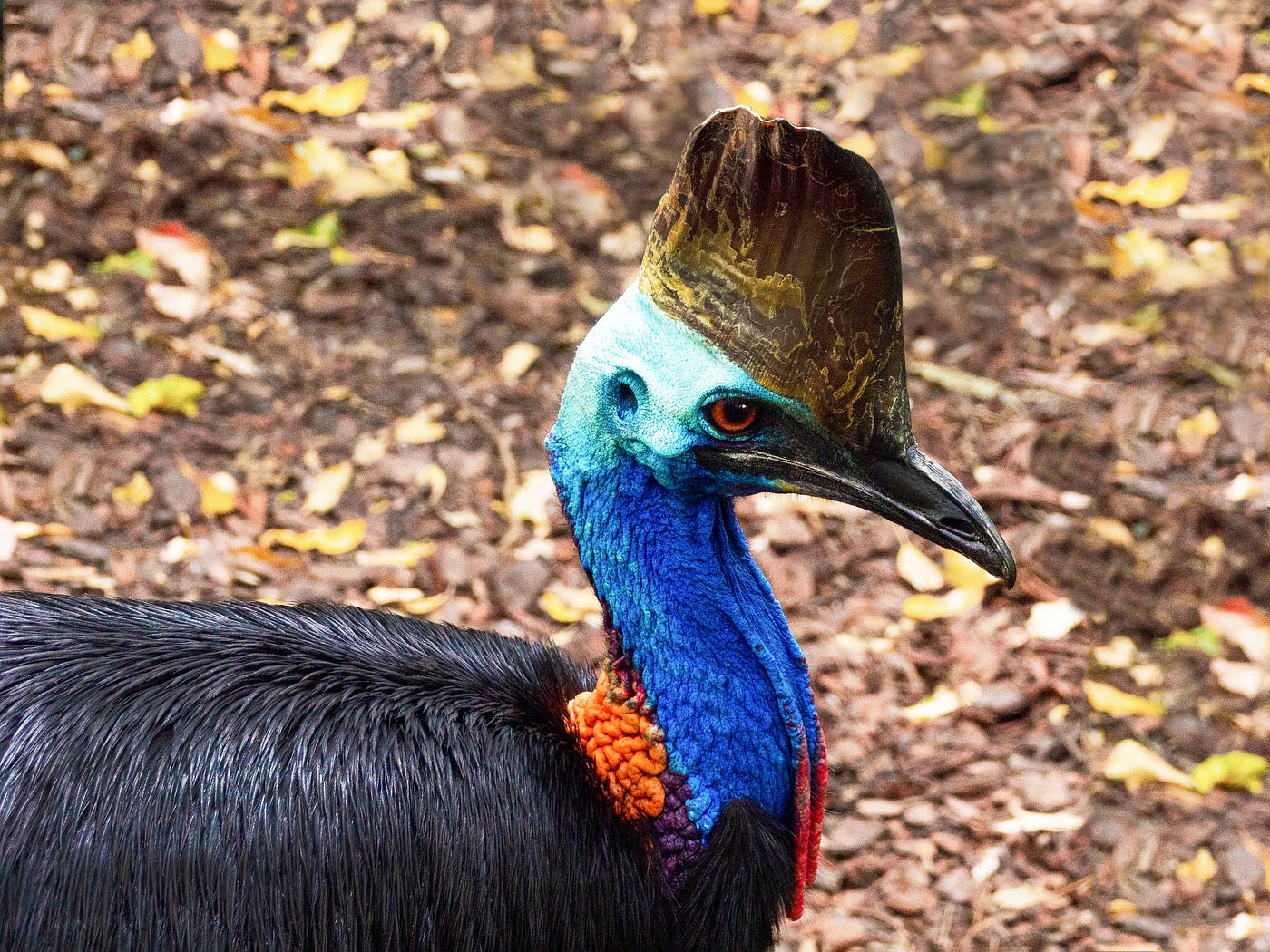 What Species of Birds Cannot Fly: Discover Flightless Wonders