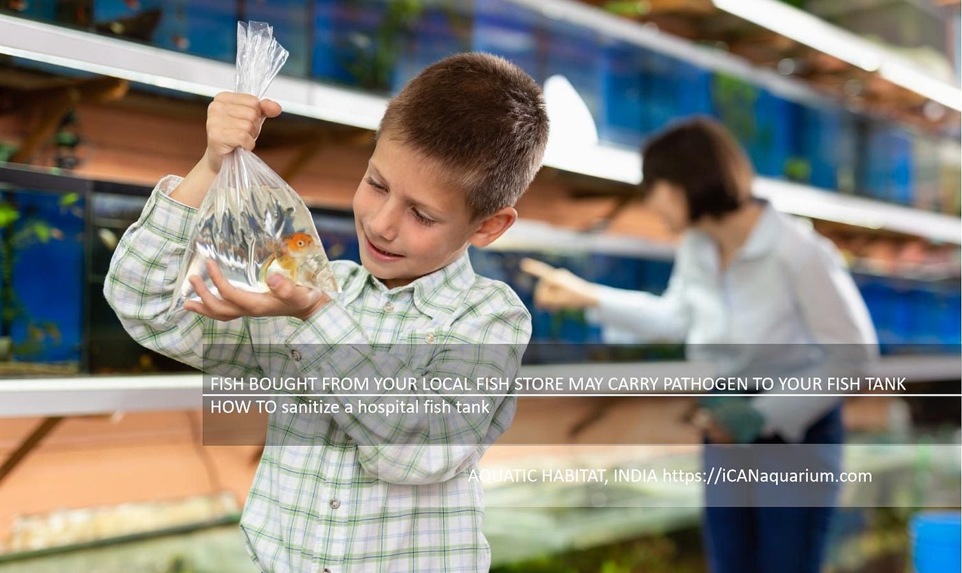 HOW TO sanitize a hospital fish tank