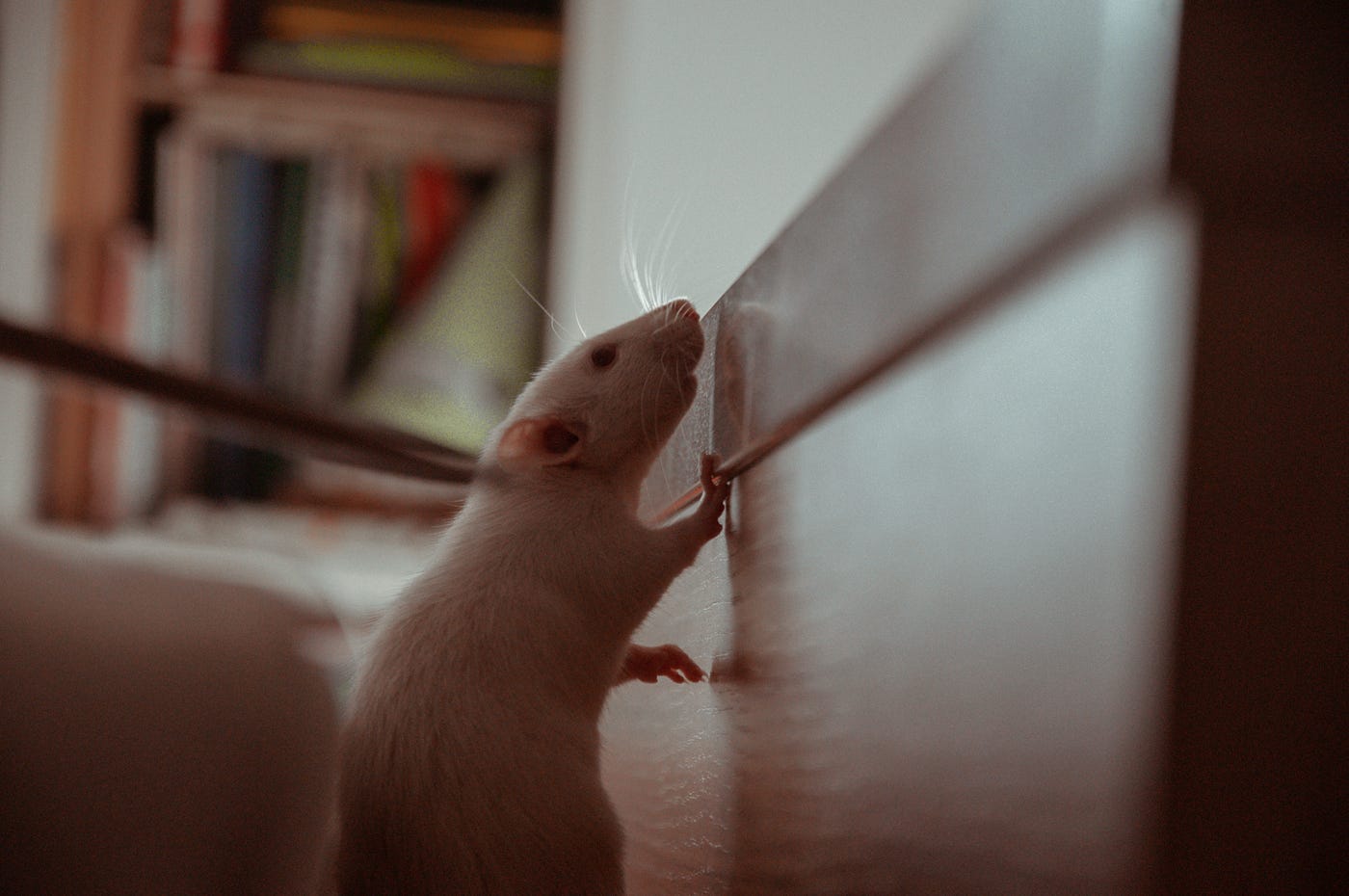 Have you ever had a rat that wanted to live alone? : r/RATS