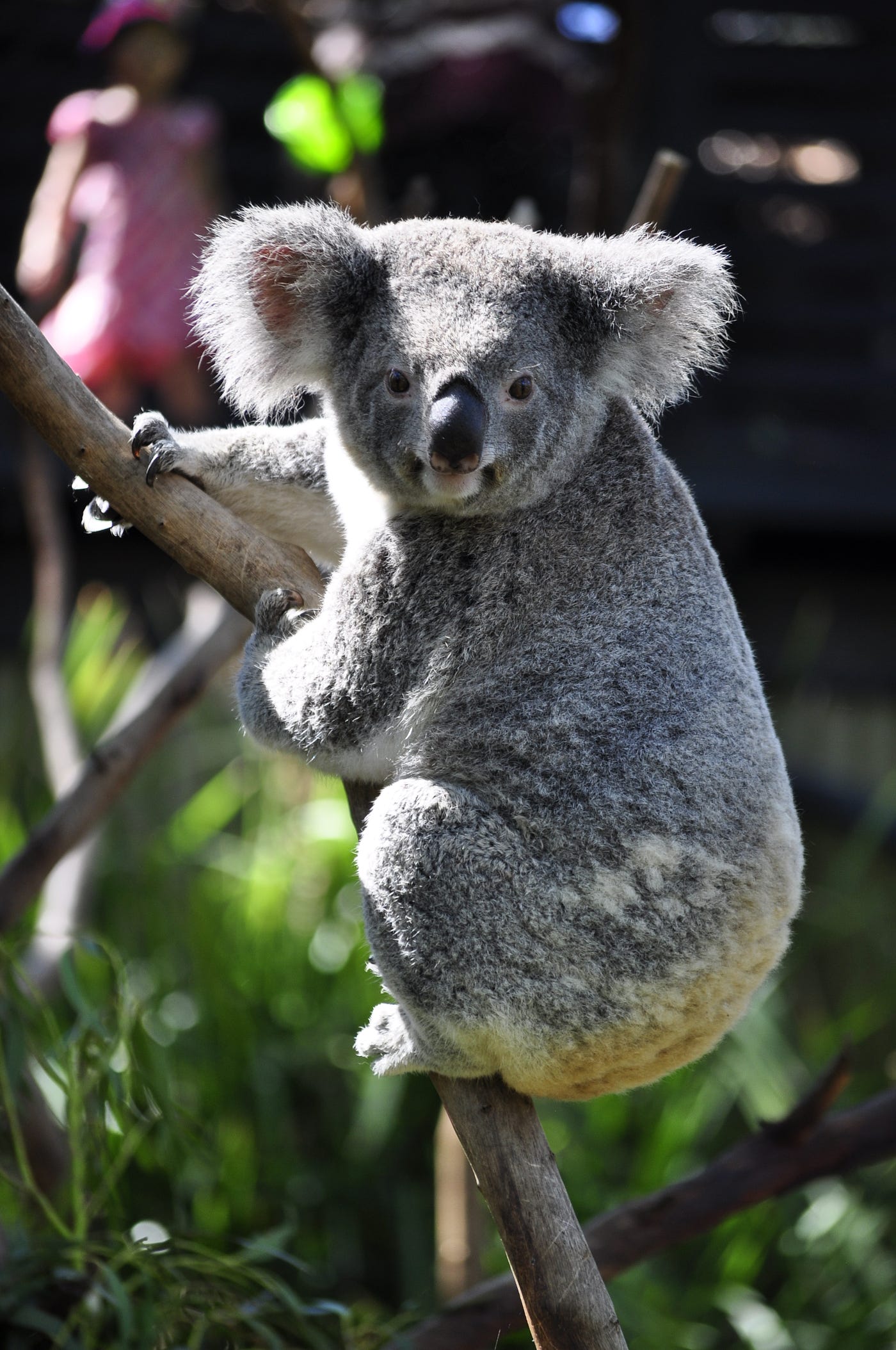 Koala mating habits, diet and habitat myths and misconceptions