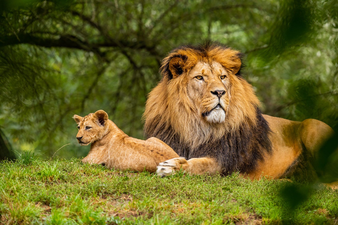 Why do male lions roar? - African Safaris Ltd