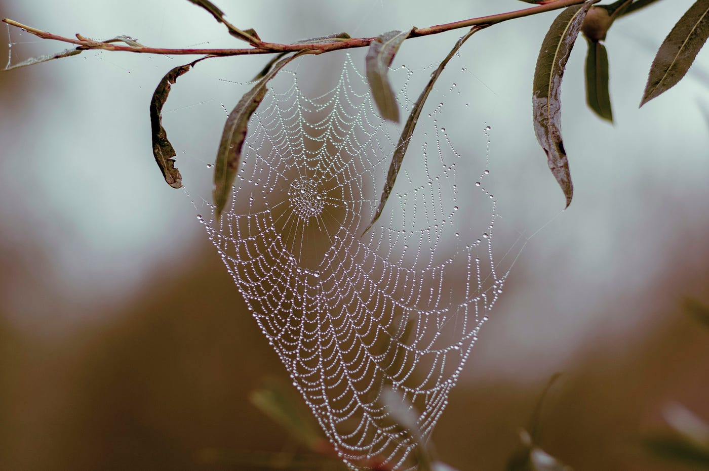 Photo by Elena Mozhvilo on Unsplash