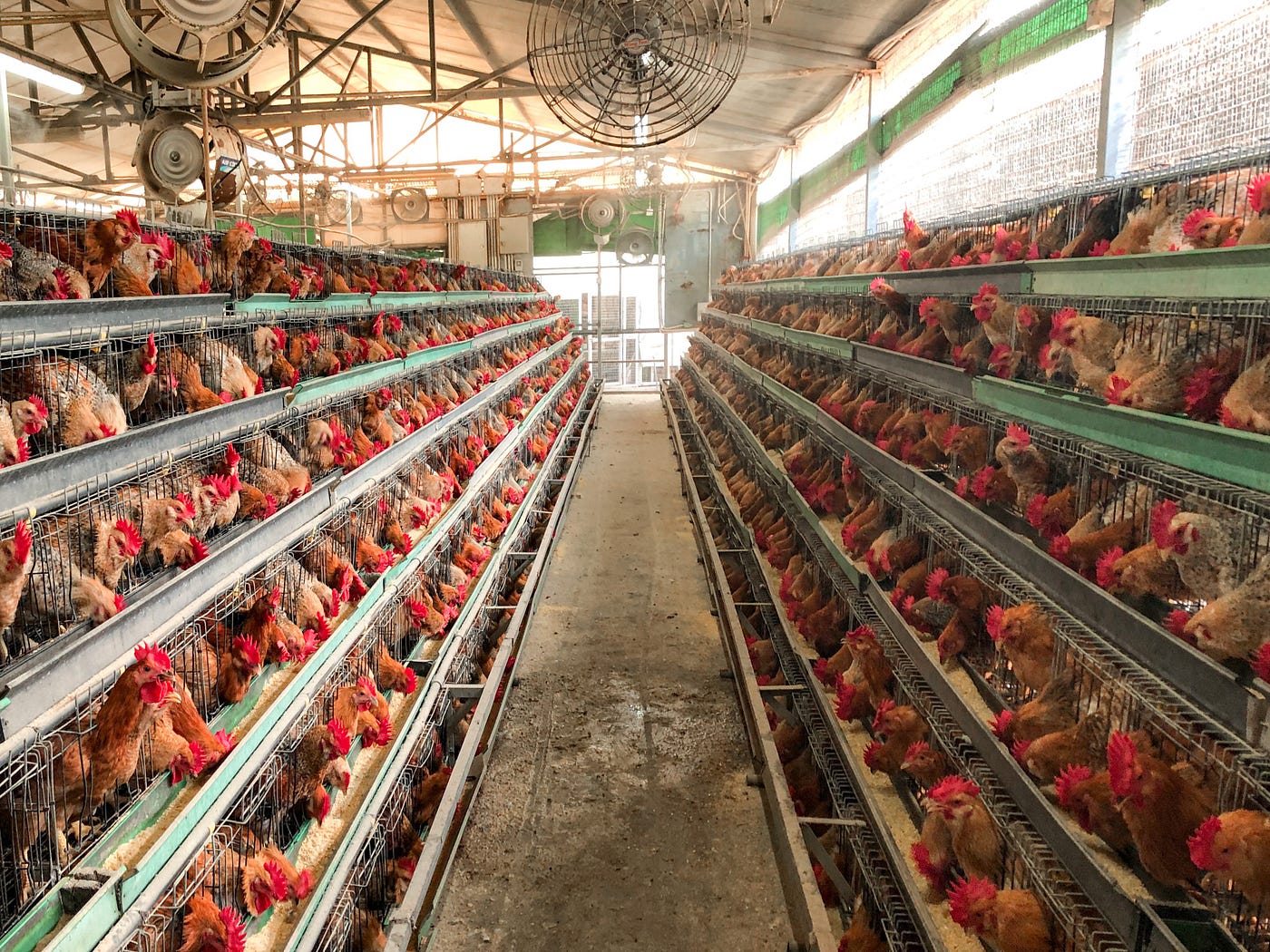 What it's Like to Work in a Commercial Chicken Farm | by Christie Li |  Creatures | Medium