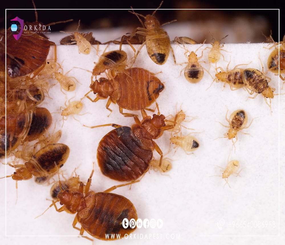 حشرة البق ما هي أضرار بق الفراش وكيفية علاج البق نهائيا؟ | by ORKIDA PEST |  Medium