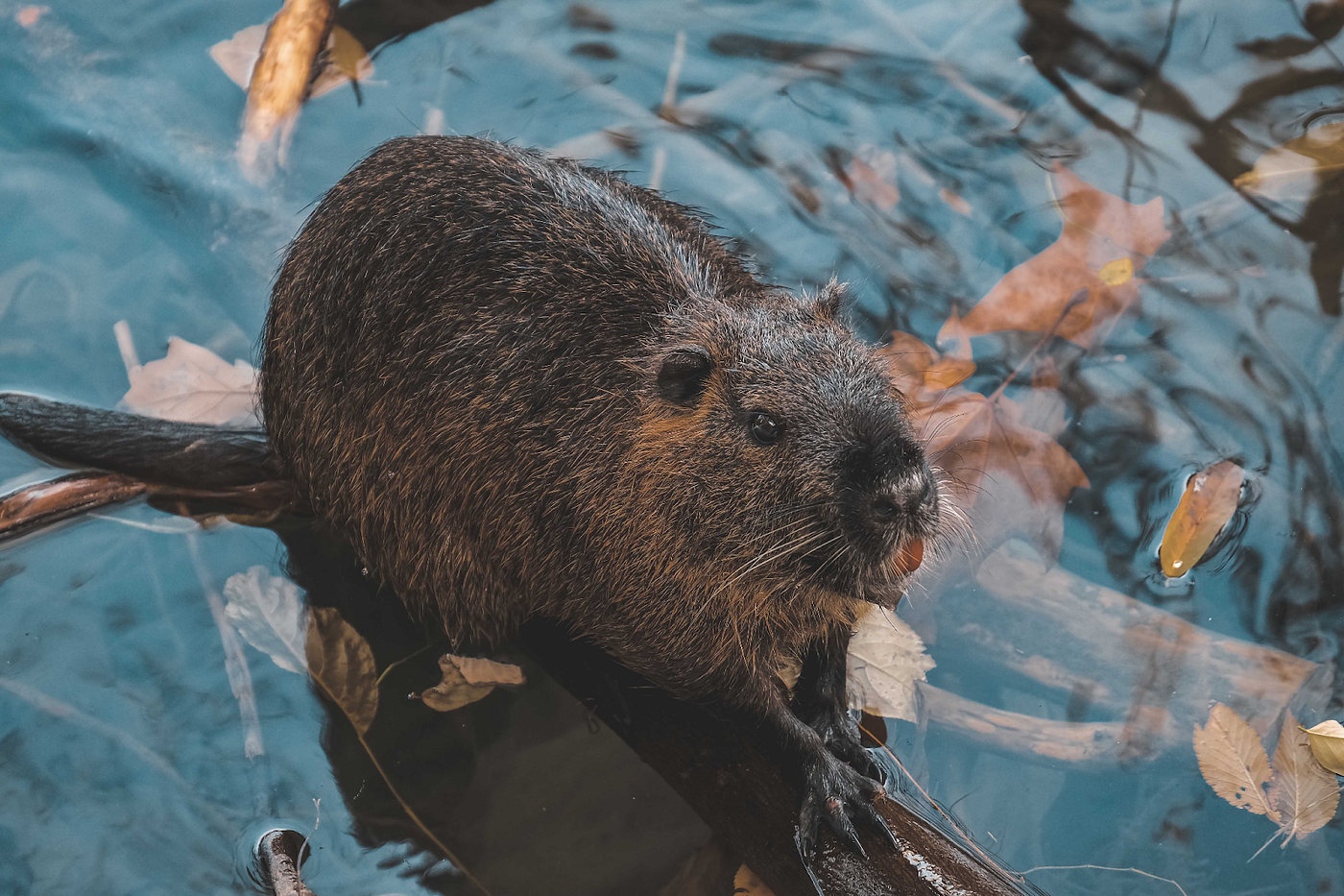 10 Facts to know about Beavers, our Keystone Species, by CEDEN ▪️