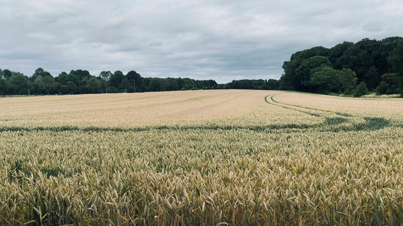 Photo by Liz Pullan Pattathy on Unsplash