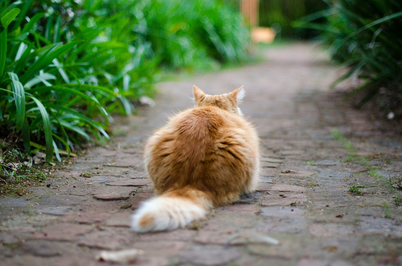 Why Do Cats Leave Home, And Why They May Never Return? | by Josephine | Medium