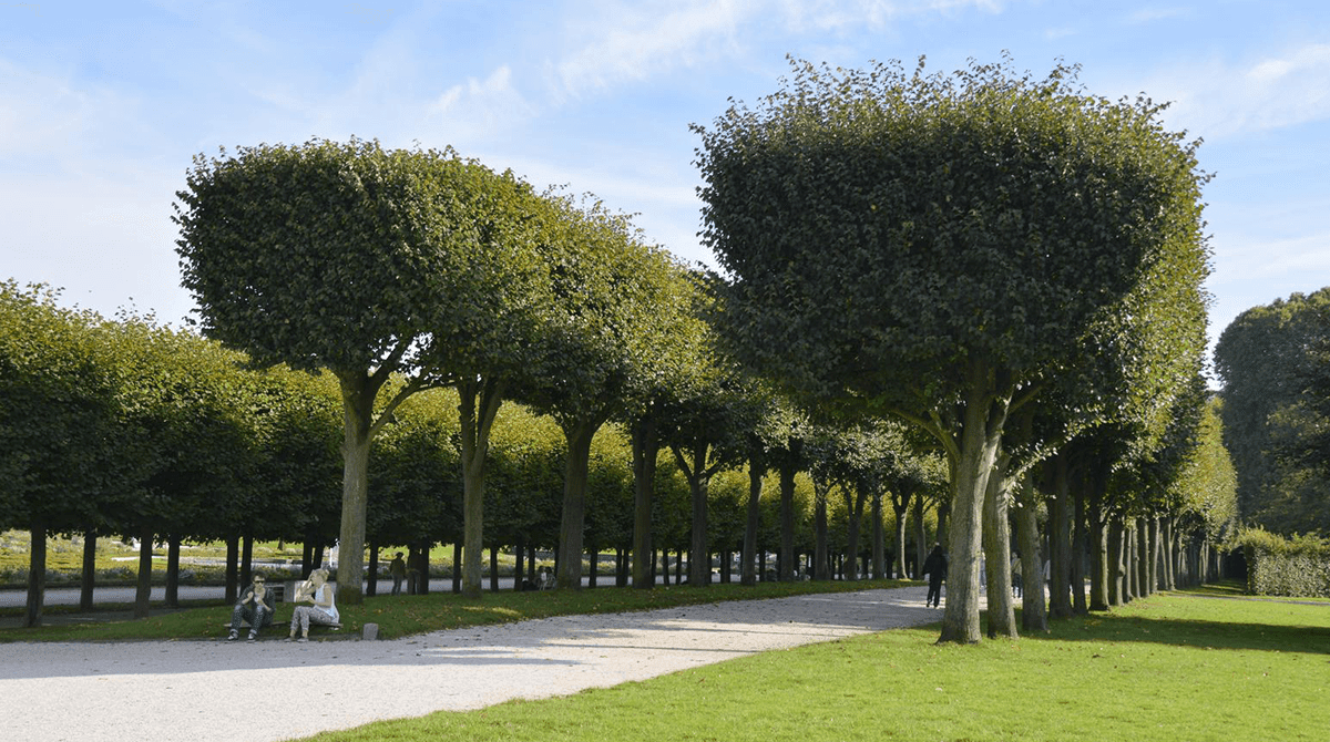 How Give Us Shade Trees 10 Hybrid Poplar Tree Cuttings Fast Growing