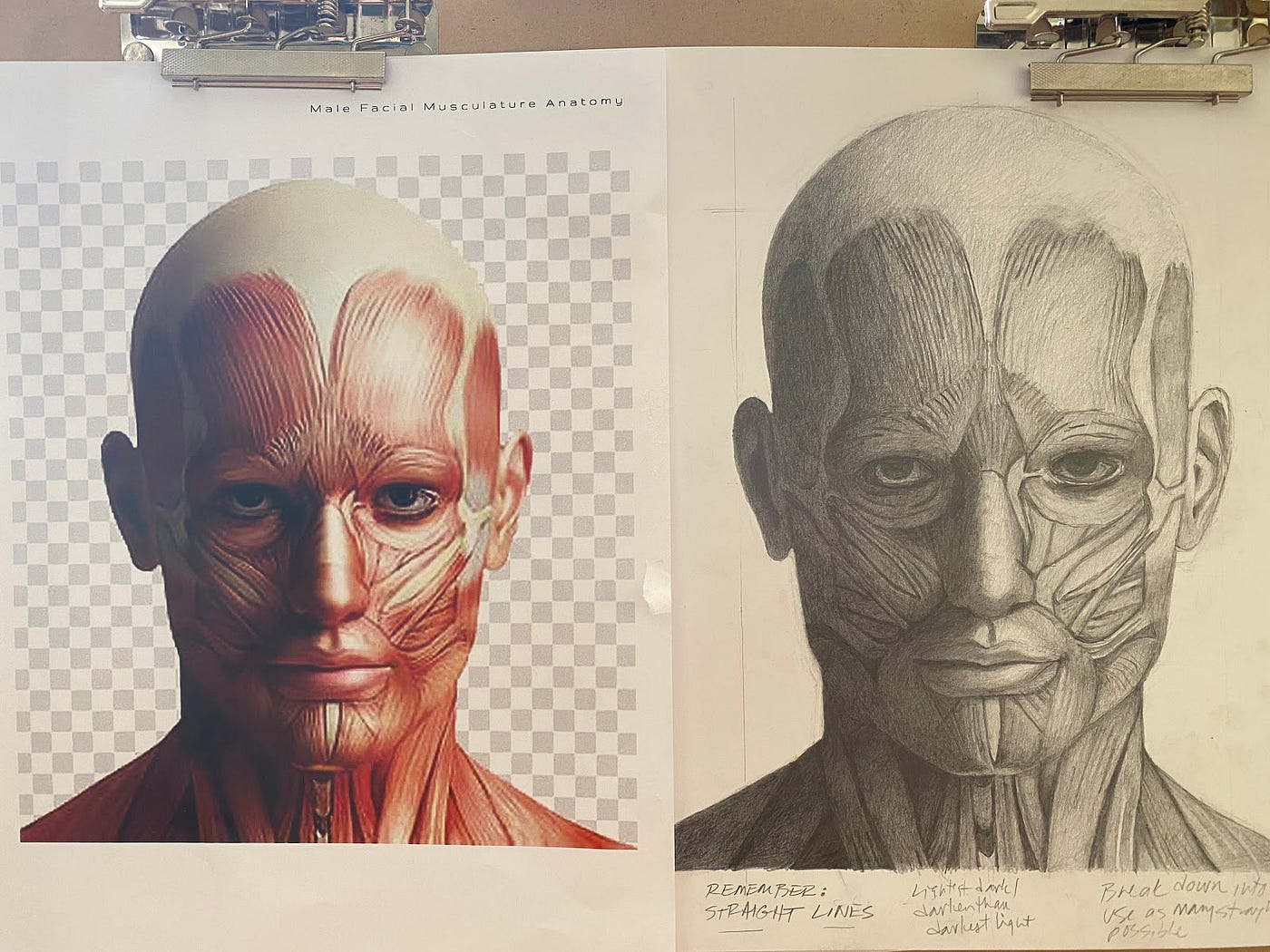 Male Facial Anatomy: Final