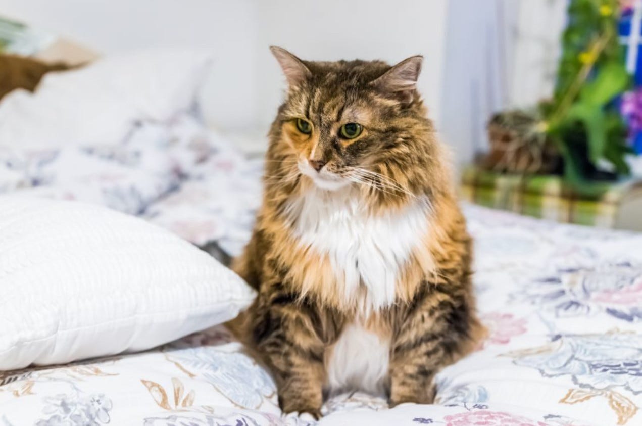 Do Maine Coon Cats Like To Bite? by Maine Coon Cats Medium pic