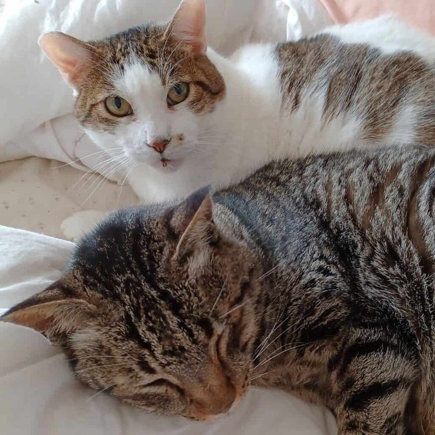 How Long Do Cats Mourn the Loss of Another Cat: Understanding Grief