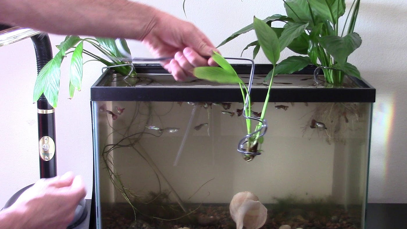 Aquarium plant holder of wire hanger | by Michael Langerman | Medium