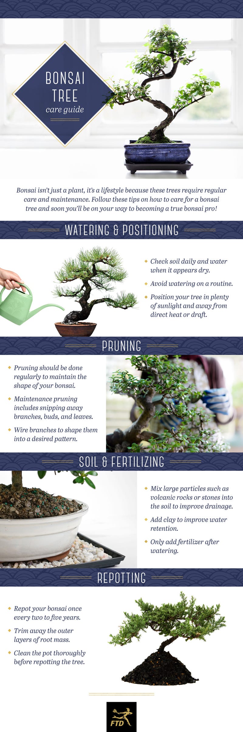 How to Trim a Bonsai Plant: Expert Tips for Perfect Shaping