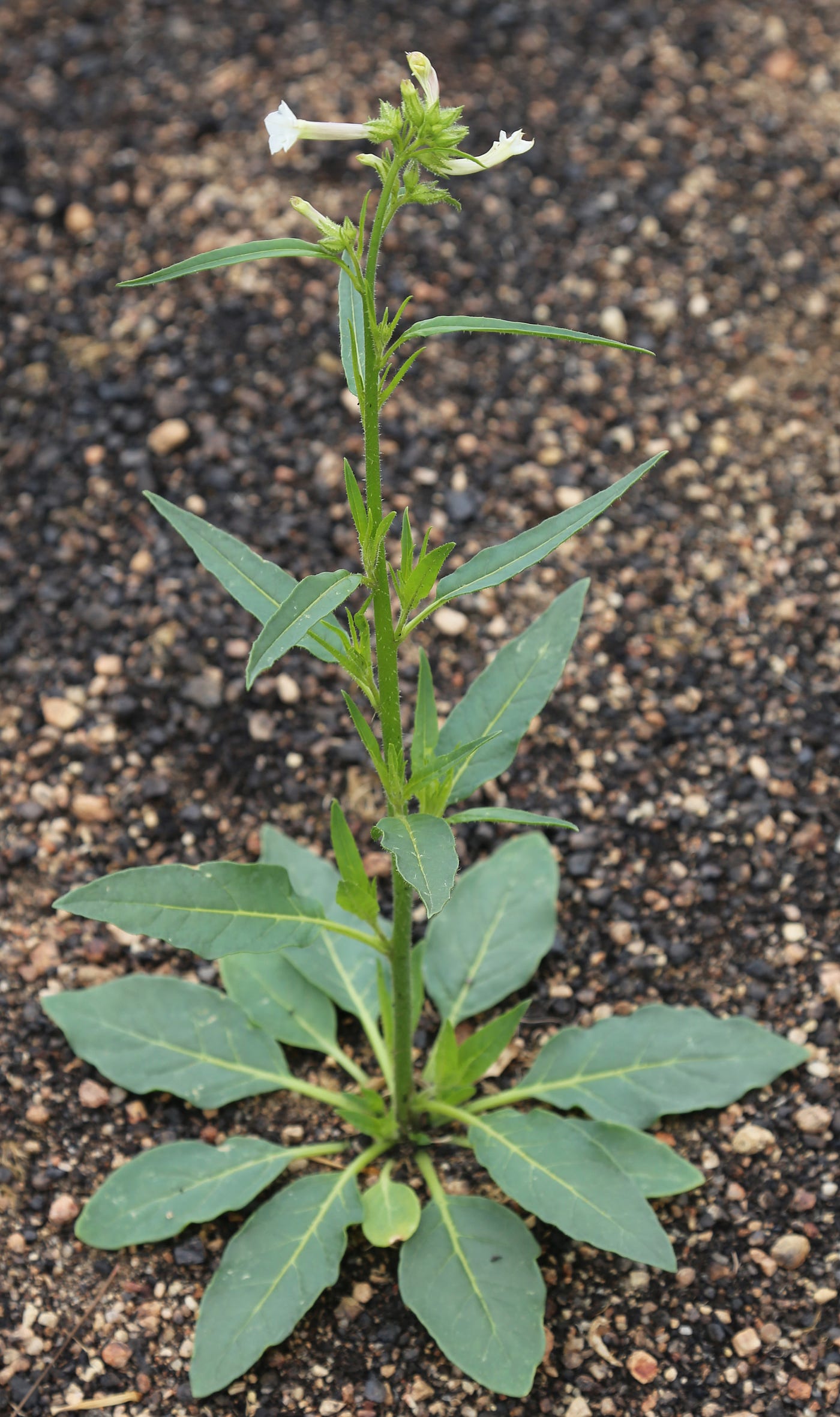coyote tobacco plant Nicotiana attenuata — A plant with four lives! | by Sevvel Sundaramoorthy |  The Happy Botanist