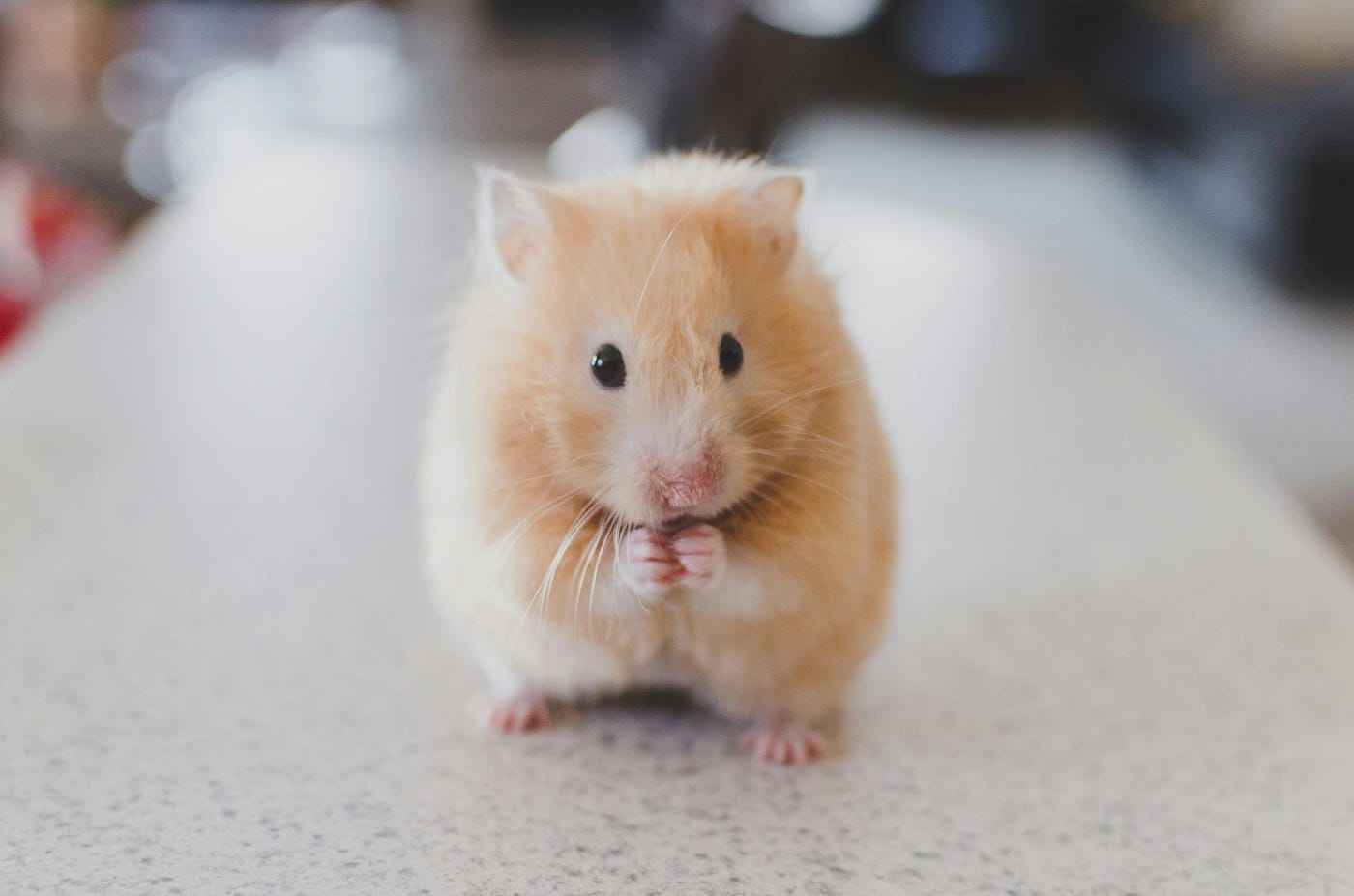 A small light brown mouse faces us.
