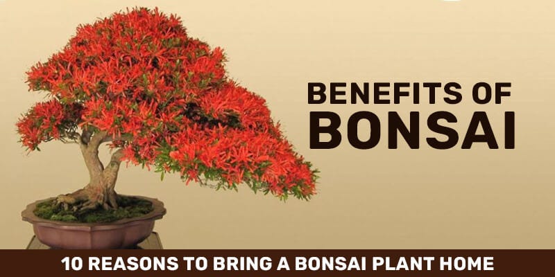 The Benefits of Keeping a Bonsai Tree at Home | by Mariya Kanegi | Medium
