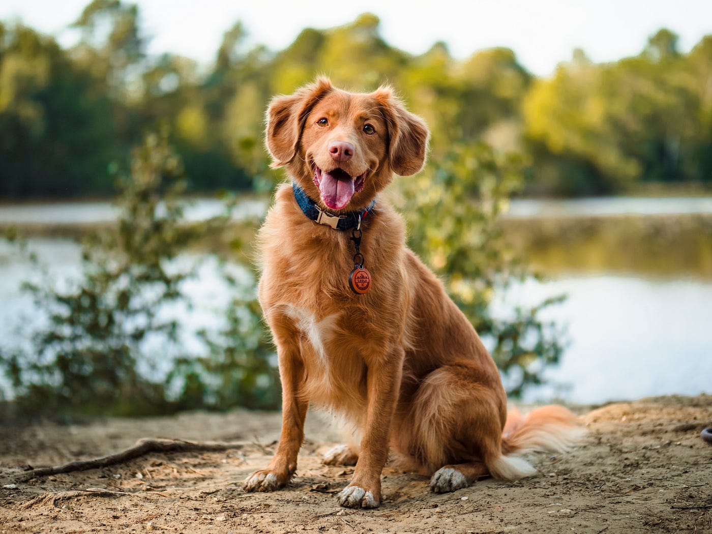 how to train a stubborn dog to sit