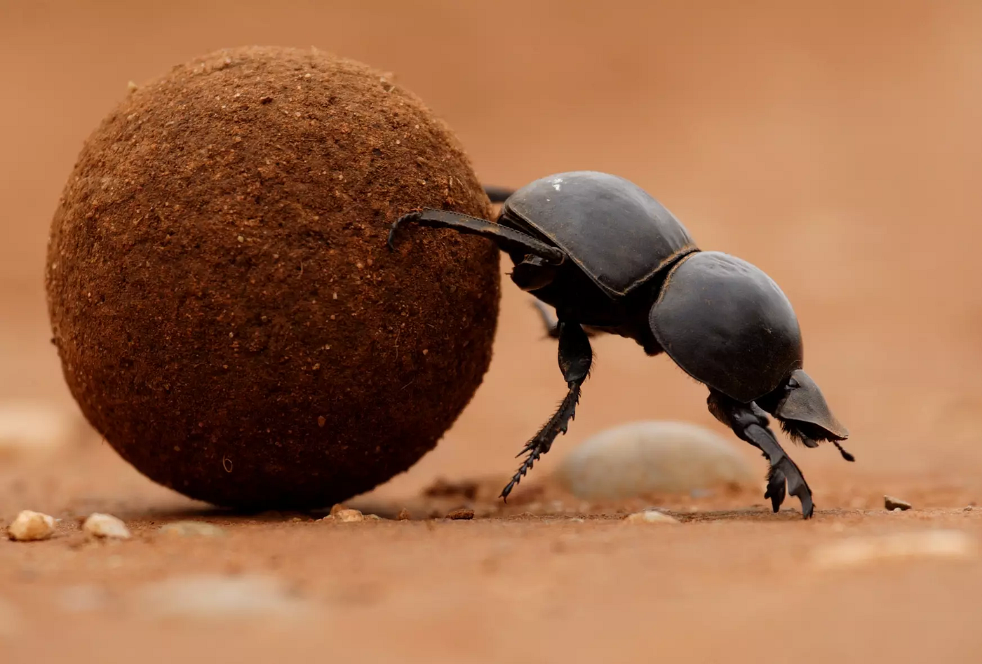 Let Dung Beetles be Dung Beetles