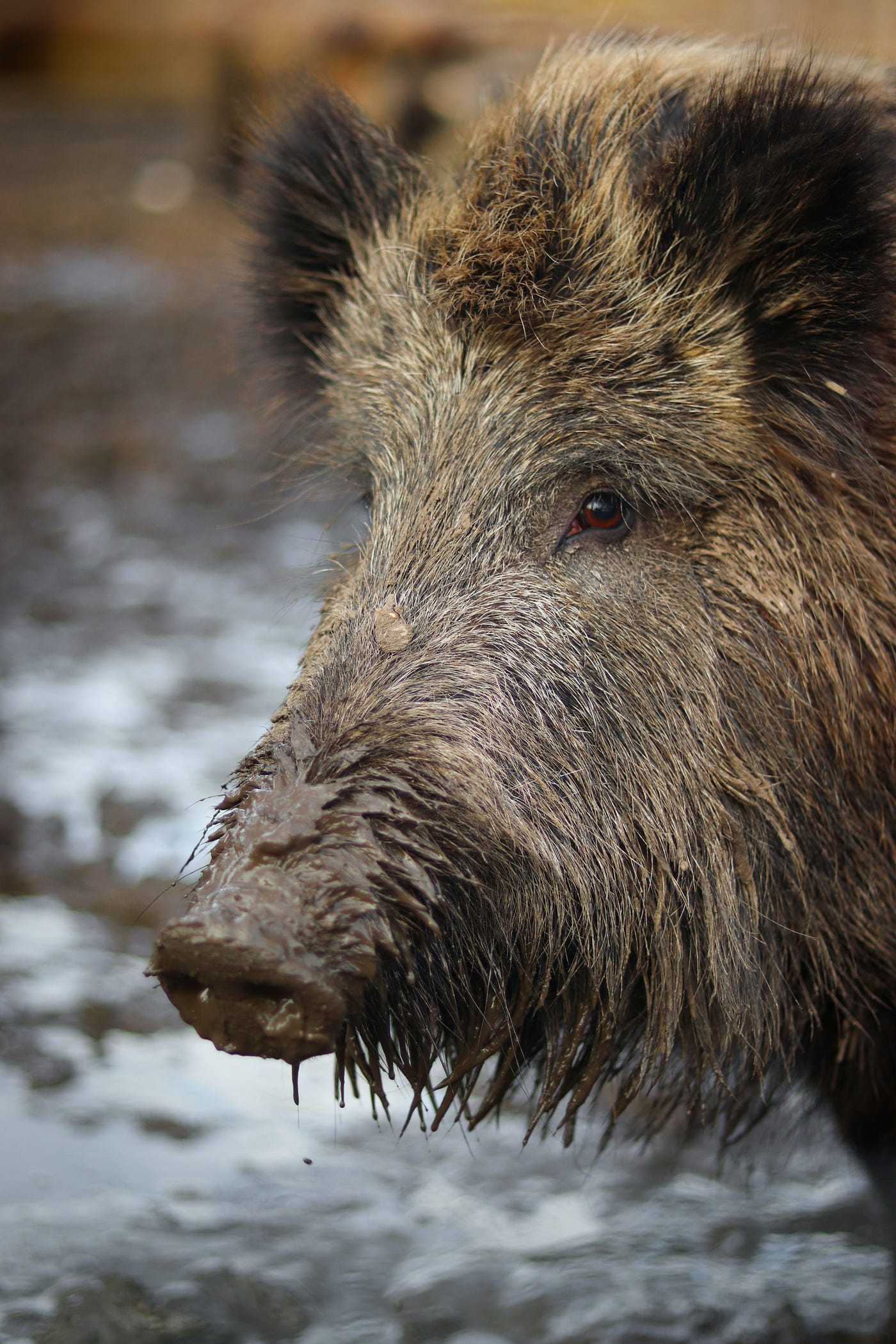 A boar, seen in closeup. Did you know that the bristle toothbrush, similar to the ones we use today, was not invented until 1498 in China? I would not have loved the historical brushes, though. The bristles were the stiff and coarse hairs taken from the back of a hog’s neck. The brush’s handles were made of bamboo or bone.