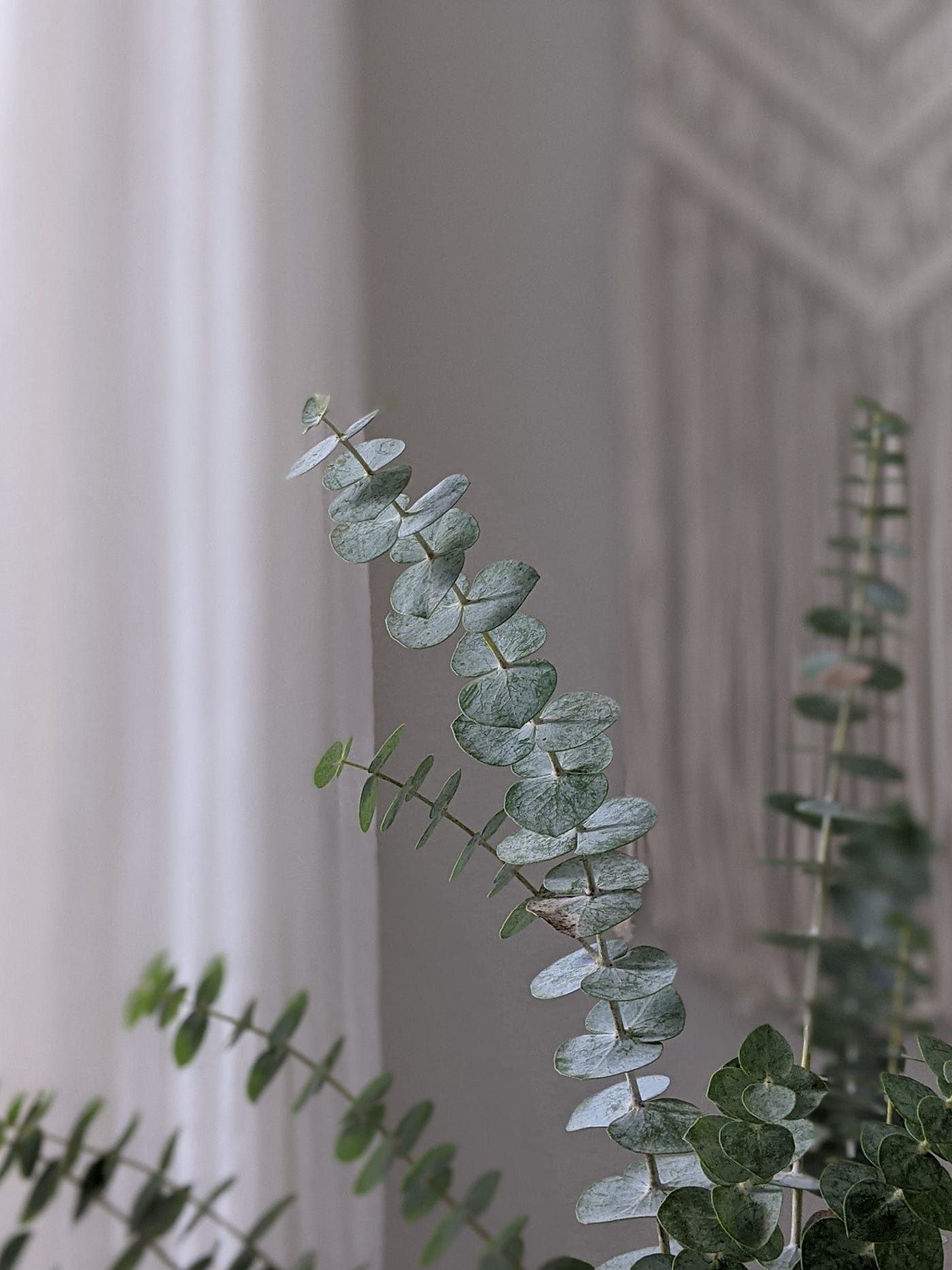 How to Care for a Potted Eucalyptus | by brittany | Medium