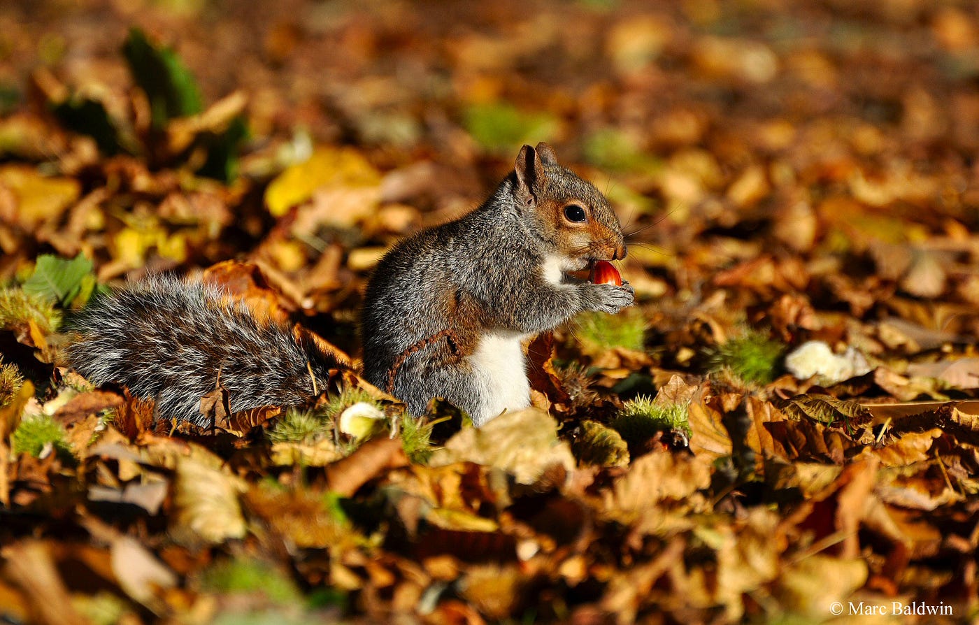 Squirrels eat a substantial number of seeds and nuts, but also bury a great many, aiding woodland regeneration. — Credit: Marc Baldwin; Source-Wildlife Online