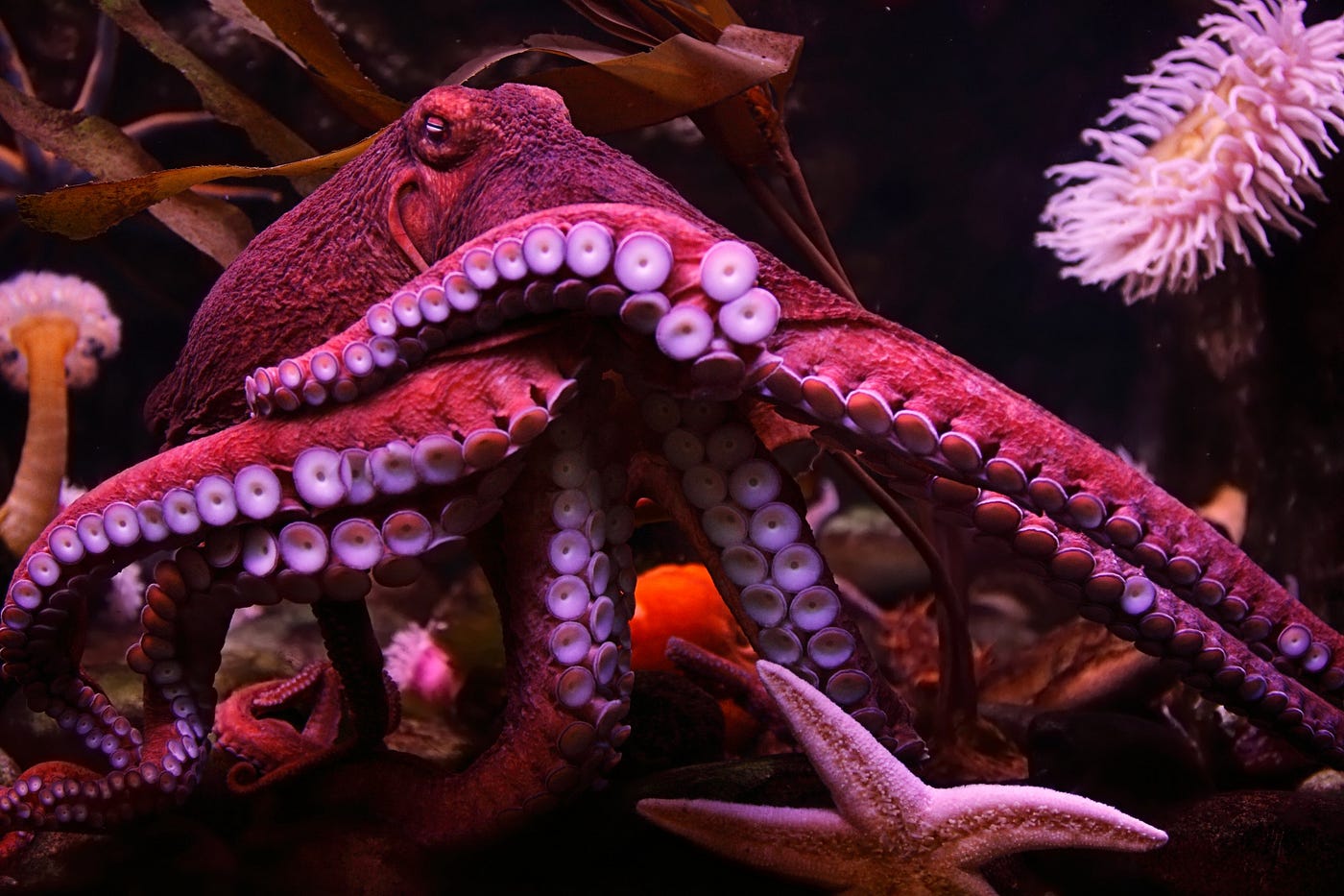 Octopus makes daring nighttime escape to the ocean from New Zealand  aquarium 