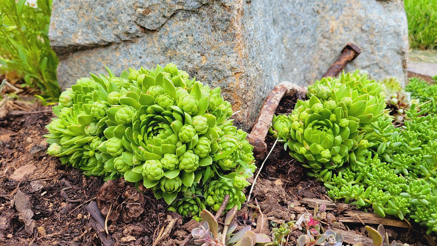 Crevice Gardens: Rock Gardening with a Vertical Twist | by The Garden Spot  | Medium