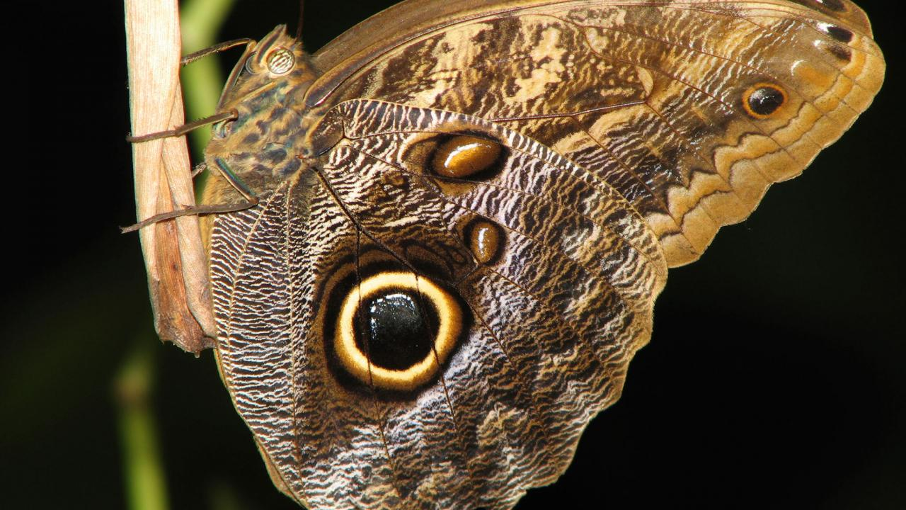 White butterflies as solar photovoltaic concentrators