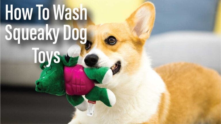 Can you wash dog toys with squeakers hotsell