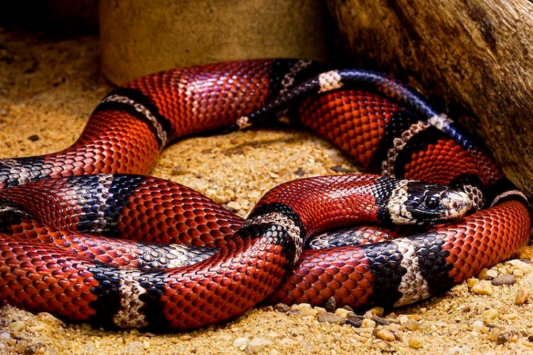 Beyond Venom: Unmasking the World’s 10 Deadliest Snakes and Their Formidable Secrets