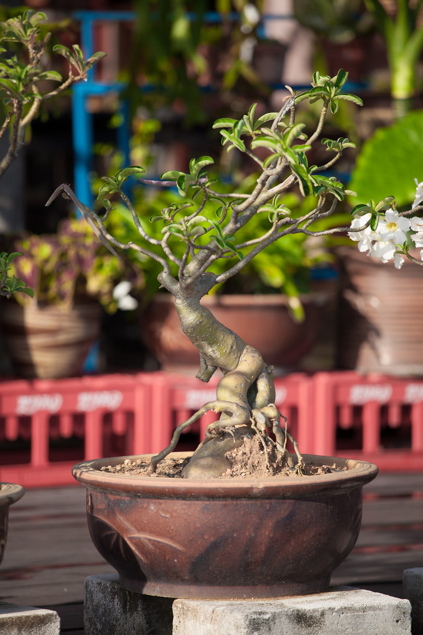 Bonsai Trees Take Centuries to Grow and Years of Training