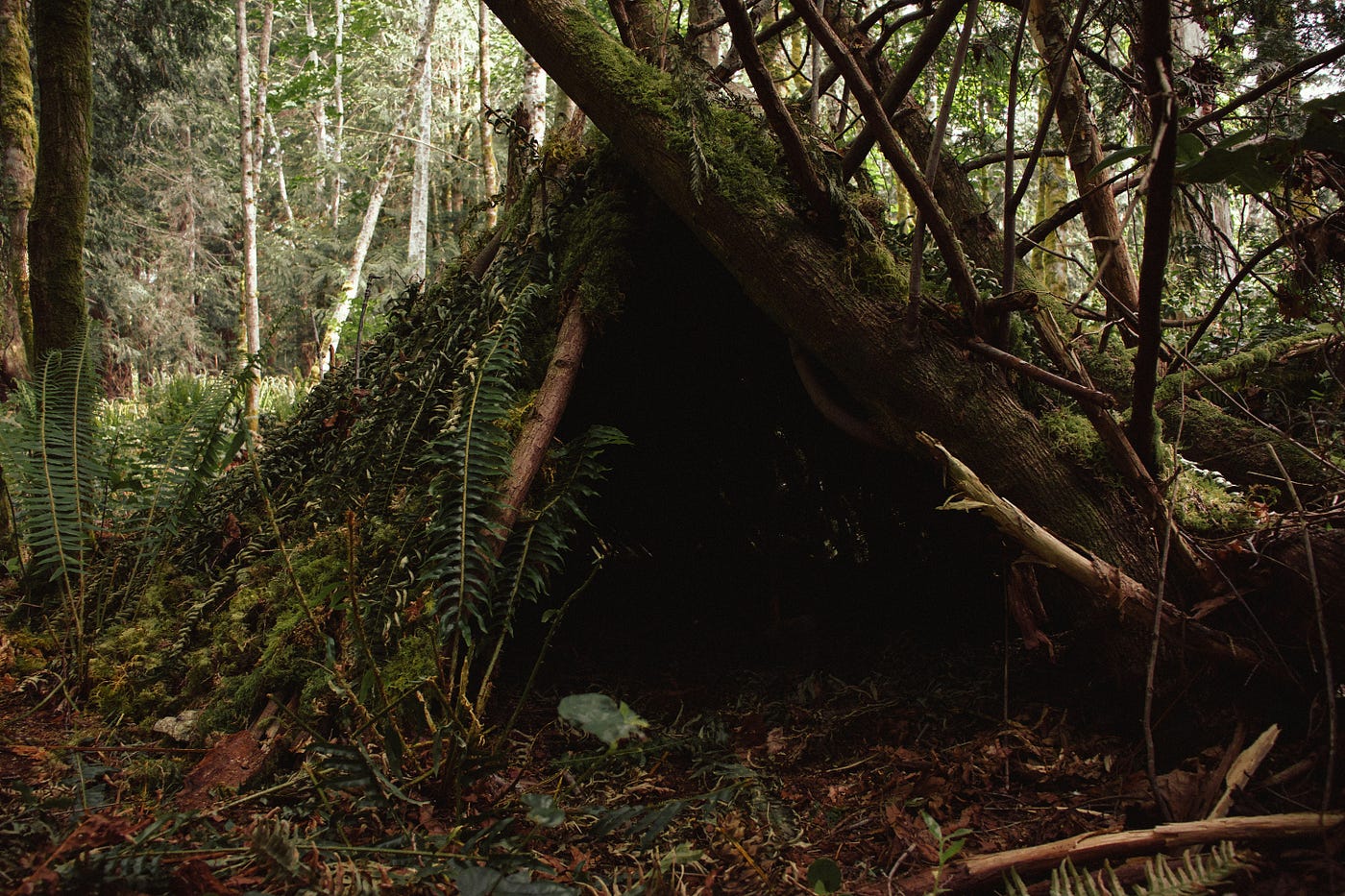 Surviving the Elements: Building Your First Shelter Like a Pro
