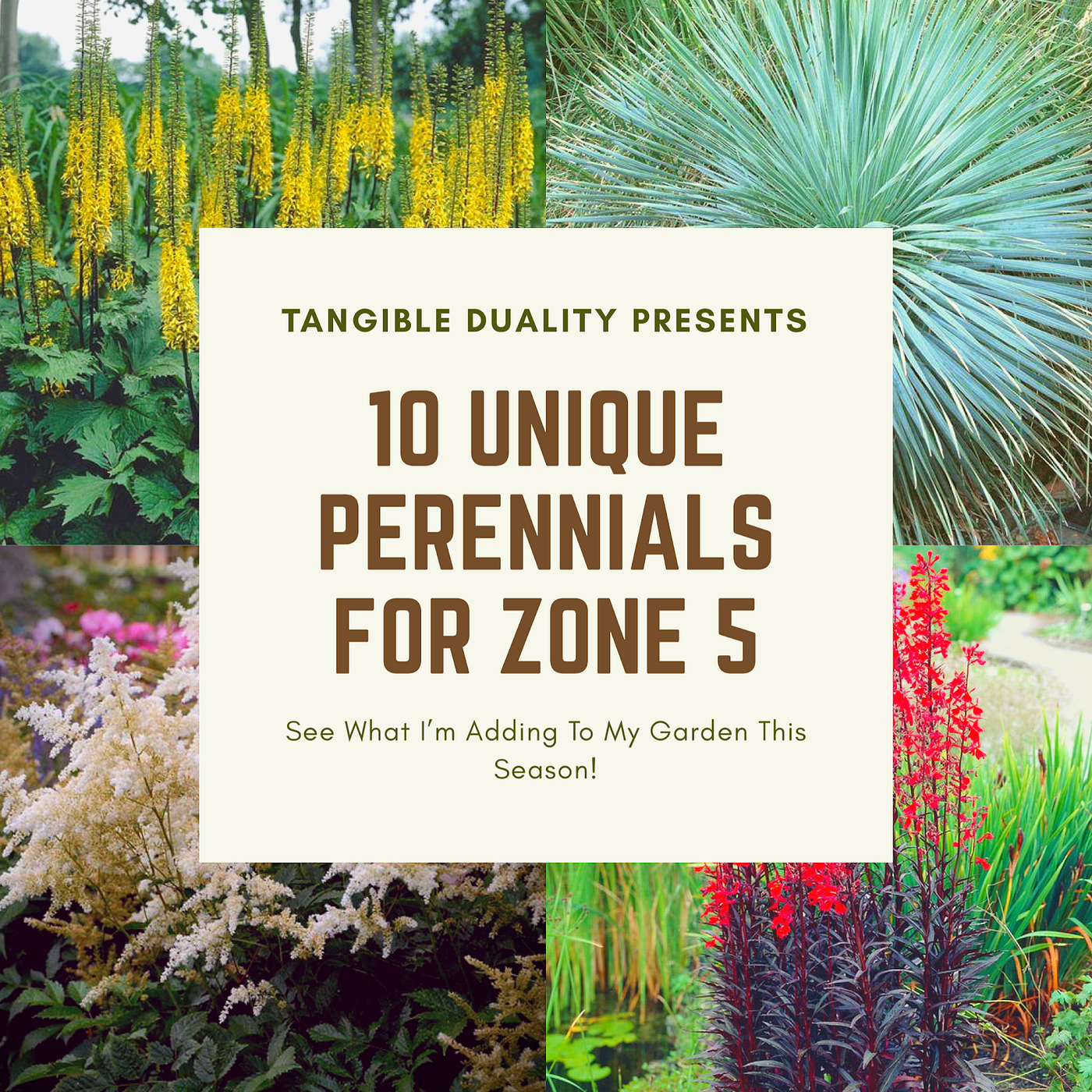 The Top 19 Favorites flowering perennials for zone 5b