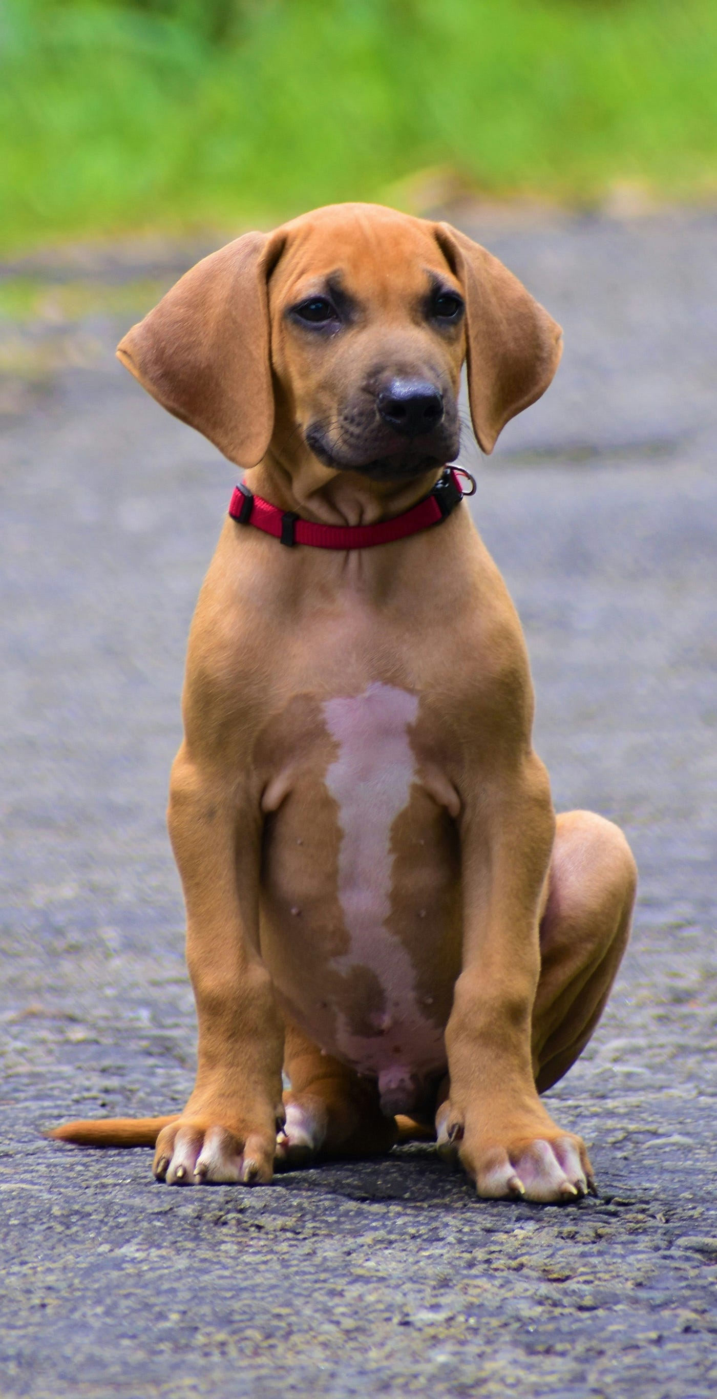 Giant rhodesian store ridgeback