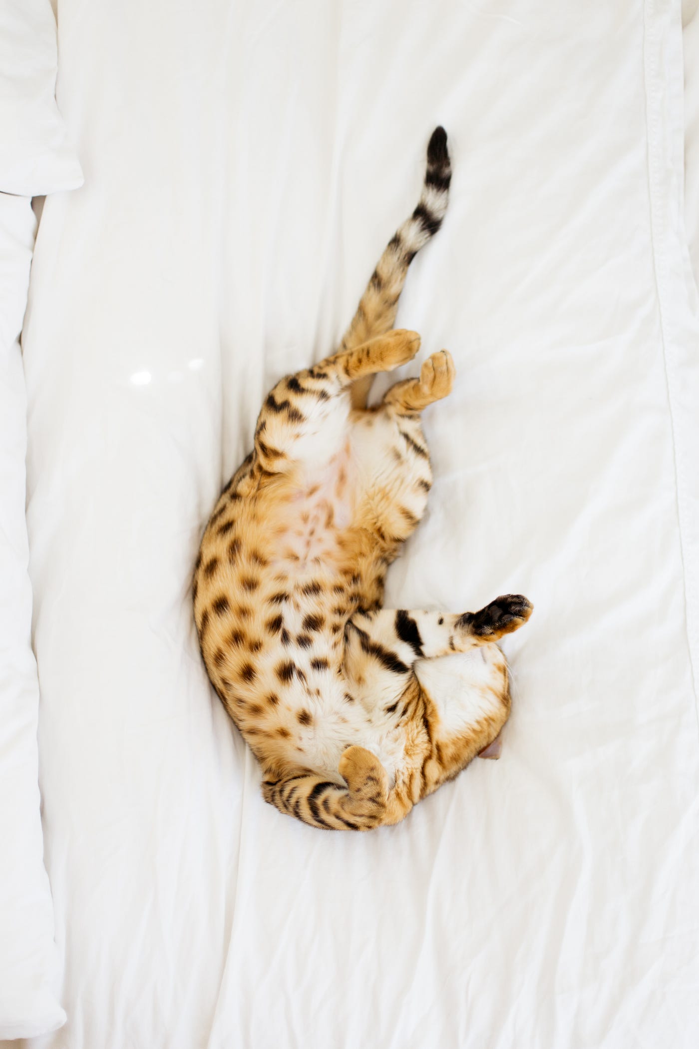 White Cat Belly Rug