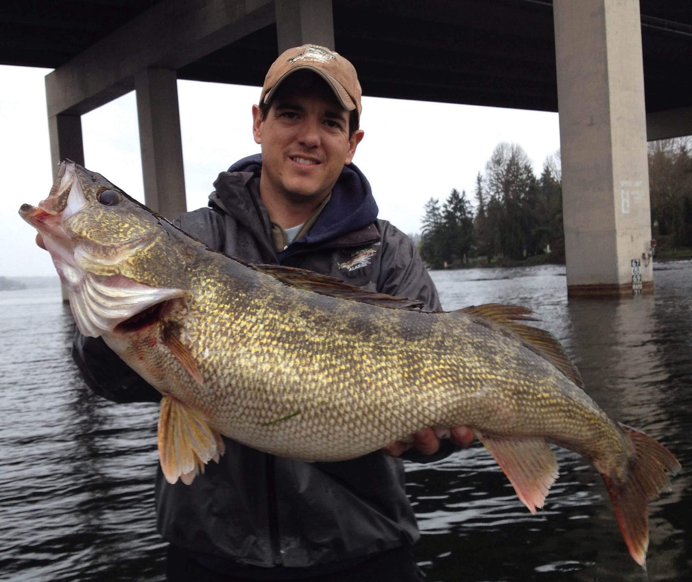 Lake Washington Walleye Outfitted With Acoustic Tags For Study