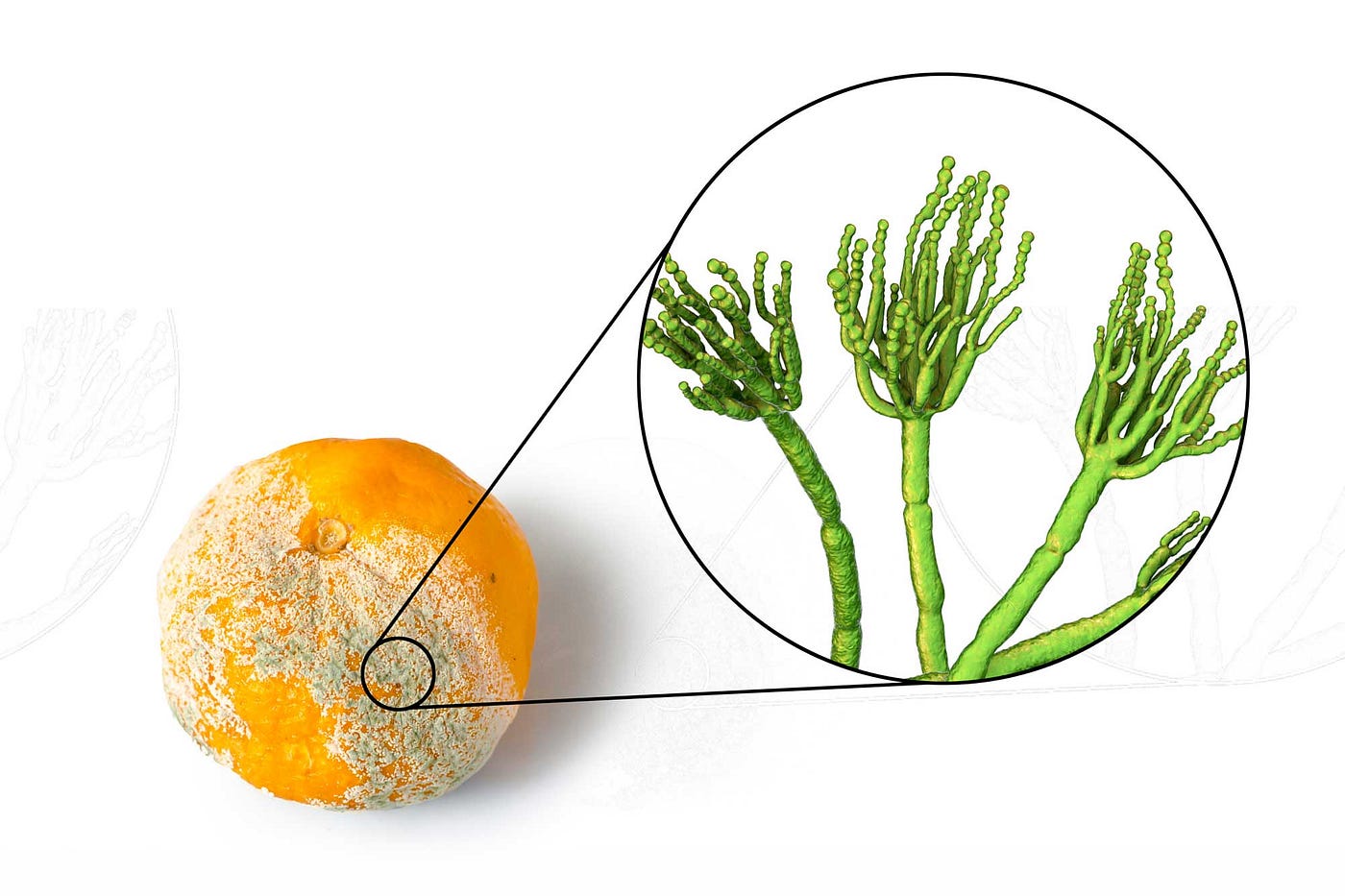 Hyphal Fragments: The Hidden Threat of Mold Growth and How to Protect Your Home