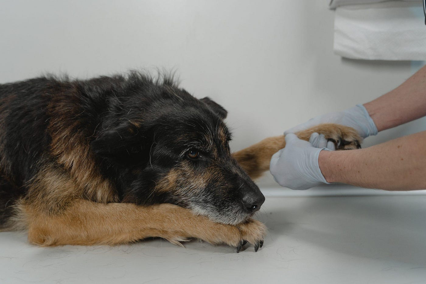 Common Canine Diseases: Parvo vs Distemper
